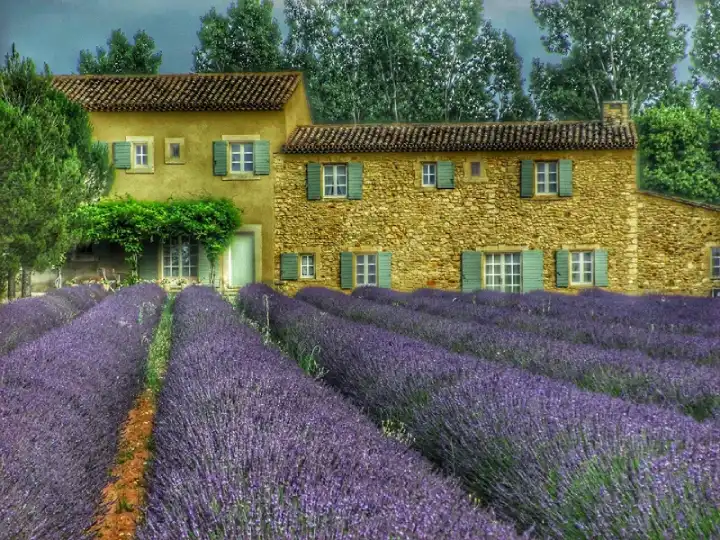 lavender field provence